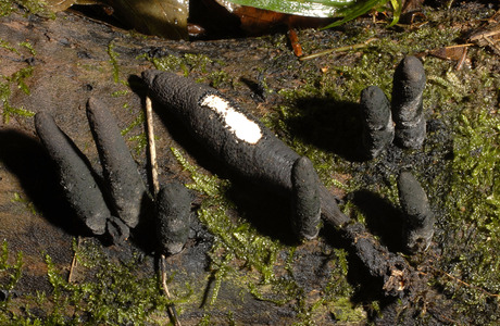 Langstielige Ahornholzkeule (Xylaria longipes) - © Heunz Prelicz